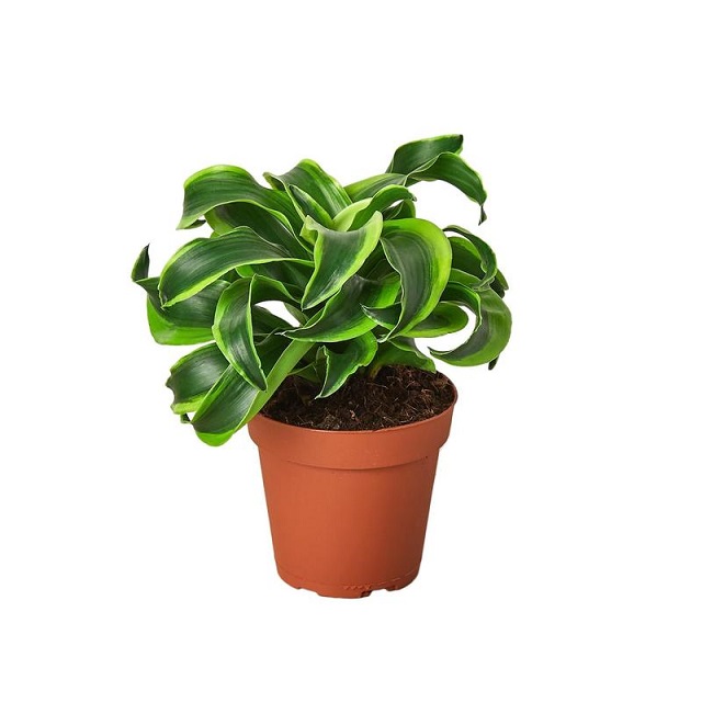 Dracaena 'Twister' Indoor Plant