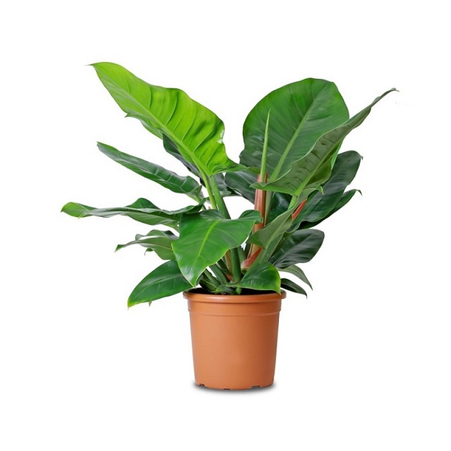 Philodendron Indoor Plant