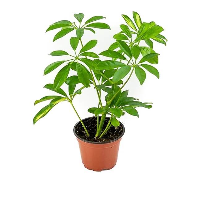 Schefflera Arboricola Indoor Plant