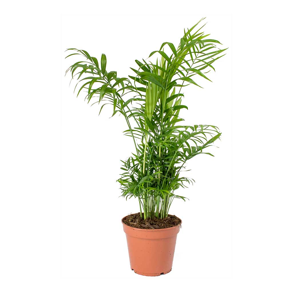 Parlor Palm Indoor Plant