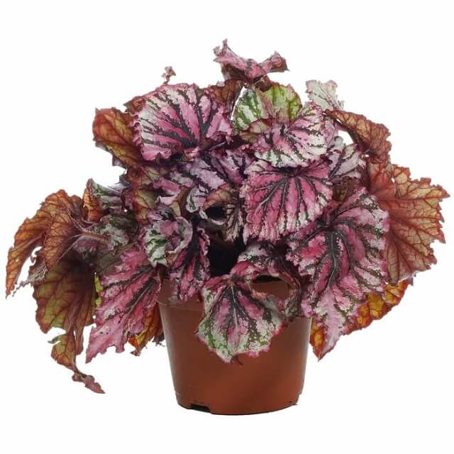 Rex Begonia Indoor Plant