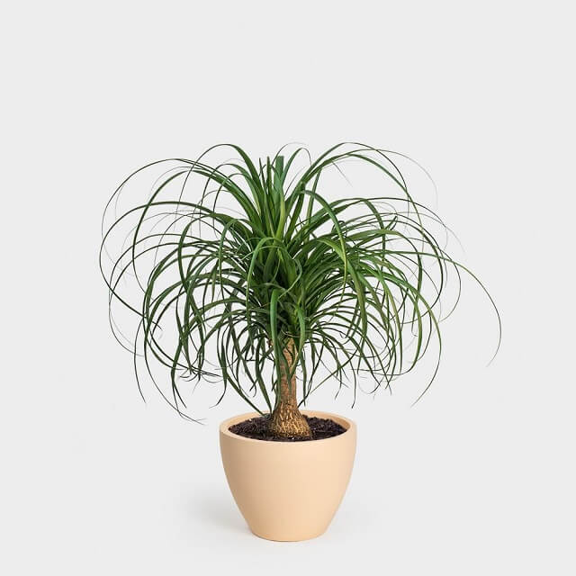 Ponytail Palm Indoor Plant