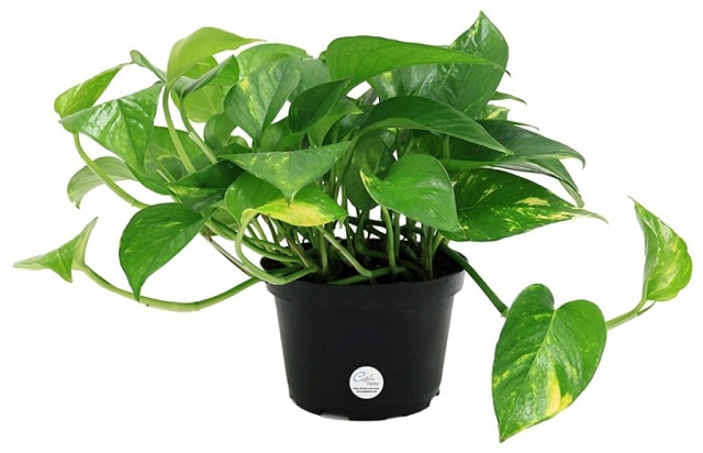 Pothos Low Light Indoor Plants
