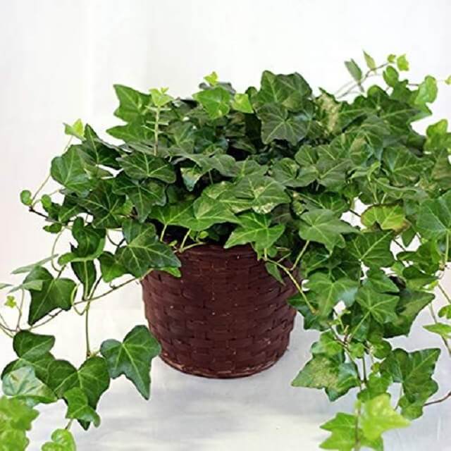 Ivy Indoor Plant